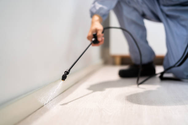 Licensed Wasp Removal service in Rapid City, MI - Show Me Pest Control